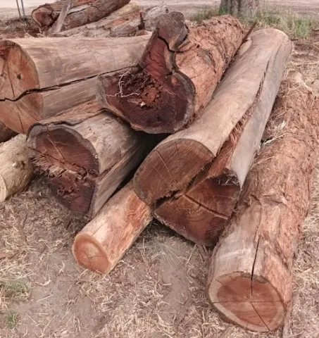 Dry Unprocessed Logs (per 100kg)